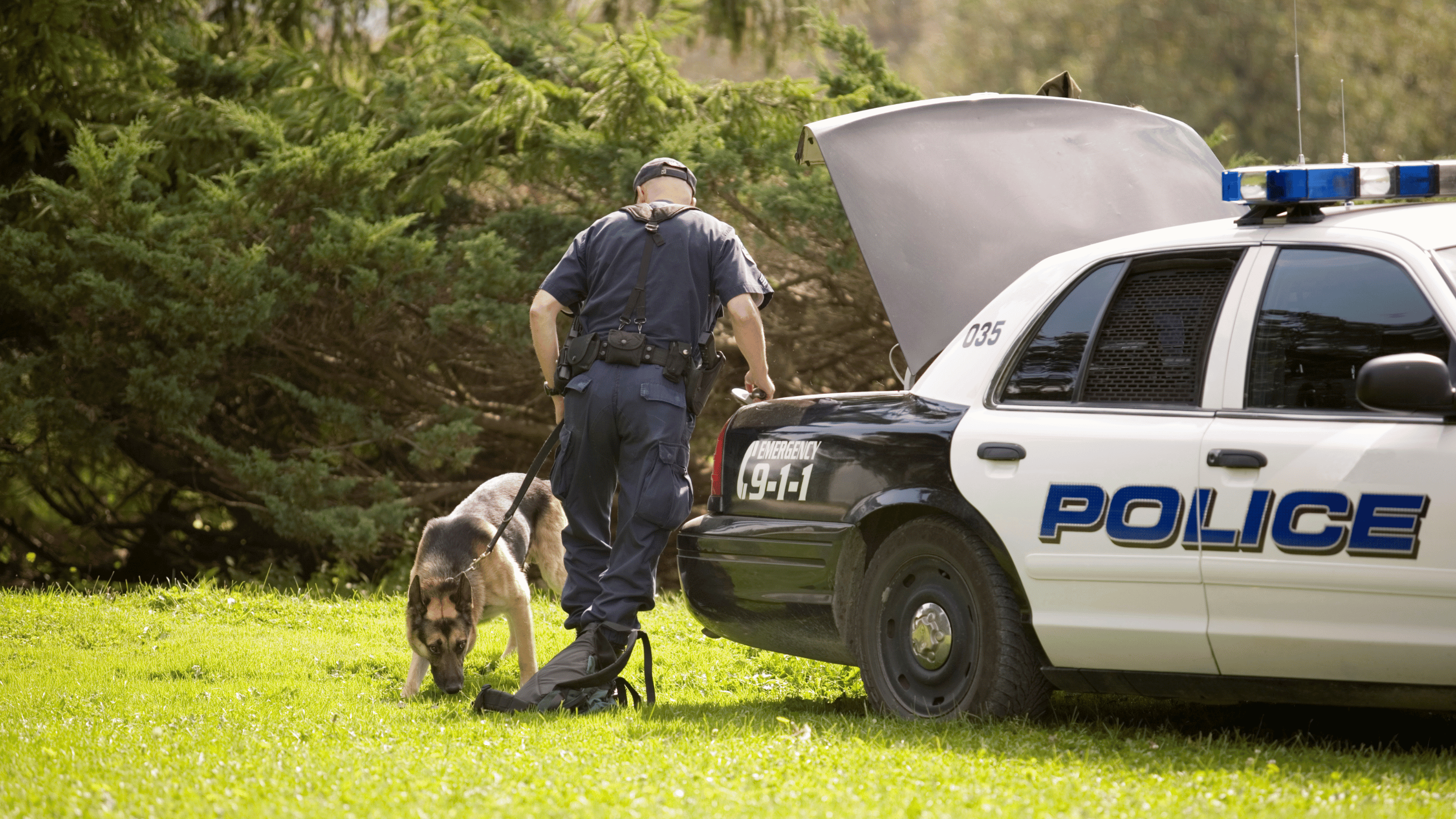 police officer and dog at rear of police car