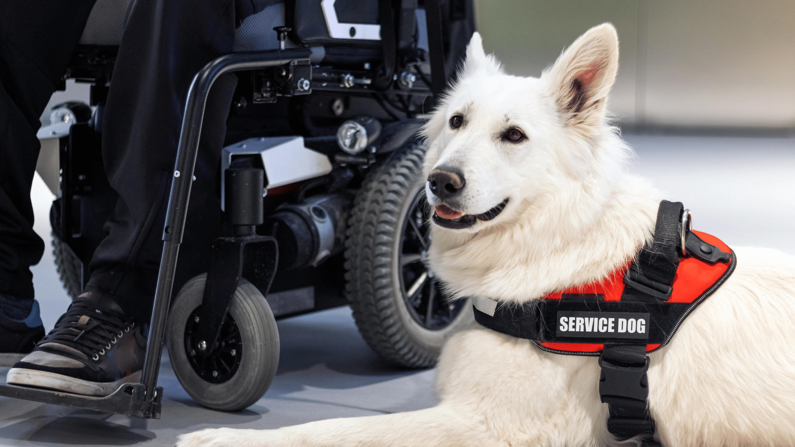 service dog laying beside wheelchair