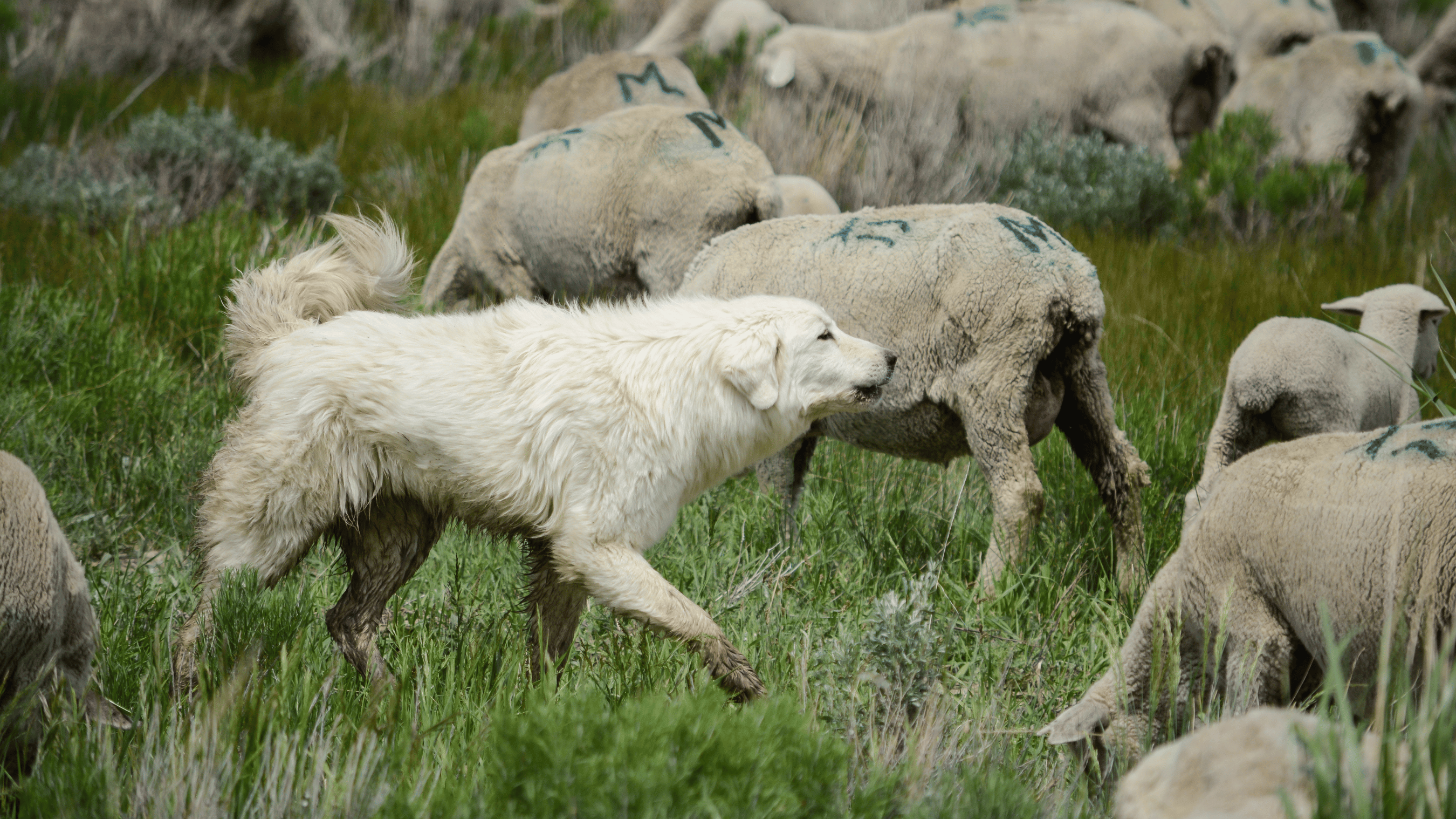 dog guarding sheep